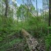 Absterbende Bäume sind wertvolle Biotope. Deshalb beteiligt sich die Gemeinde Oberndorf an einem besonderen Programm.