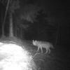 Das Bild zeigt einen Wolf, der im November 2021 bei Balderschwang fotografiert wurde. Ob es sich dabei um GW999m handelt, ist unklar.