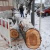 Am 27. April 2023 hatte sich ein Baumsachverständiger zuletzt den nun umgestürzten Kastanienbaum am Hauptplatz in Weißenhorn angeschaut. 