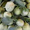 Die Kohlrabiblätter entziehen der Kohlrabi-Knolle Feuchtigkeit. Sie sollten daher nach dem Kauf entfernt werden - lassen sich so aber essen.