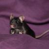 Erstmals Mäuse aus speziellen Stammzellen geschaffen