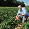 Obstbauer Josef Kraus prüft, wie viele Erdbeeren auf dem Feld reif sind. Sind zu viele rot, muss er Helfer einsetzen.