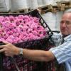 Erleichtert zeigte sich am Freitag Festleiter Franz Rechner: die Dahlienblüten für den Festwagen-Bau sind in guter Qualität eingetroffen.