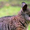 Das Parma-Känguru ist eine Känguruart aus der Untergattung der Wallabys.