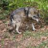 Im Landkreis Landsberg wurde ein Wolf gesichtet. Wo sich das vermutlich junge Tier inzwischen befindet, ist unklar. 