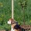 In Burtenbach wurde ein Hund derart getreten, dass er an den Folgen der Verletzung verendete.