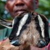 In der Nähe der kubanischen Hauptstadt Havana wurde diese zweiköpfige Ziege 2004 auf der Farm von Juan Bolanos geboren. Sie lebte allerdings nur wenige Tage.