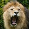 Die Löwen müssten im Falle einer Pleite als Erstes abgegeben werden, sagt der Chef des Münchner Tierparks Hellabrunn.