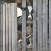 Landwirtschaftliche Großbetriebe in Bad Grönenbach stehen im Verdacht, gegen das Tierschutzgesetz verstoßen zu haben. 	