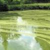 Heimische Blaualgen bilden gelblich-grüne Schlieren auf der Gewässeroberfläche.