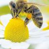 Tag der Imkerei: Bienen sind am Sonntag im Rauthaus von Pöttmes bei der Arbeit.