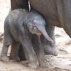  Ein noch namenloses Elefantenbaby steht im Zoo bei der Herde. Leitkuh Kewa hat am frühen Samstagmorgen eine Tochter zur Welt gebracht. 