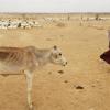 Dürre in Äthiopien: Die Weltklimakonferenz hat beschlossen, einen Fonds für arme Länder weiterzuführen.