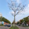 Von der Trockenheit geschädigte Straßenbäume in der Amagasaki-Allee in Augsburg. Experten sind sich einig: Die Probleme mit dem Klimawandel werden in der Stadt stark zunehmen.