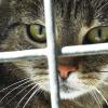 Katzenbesitzer haben sich nach den Vorfällen in Neuburg und Bertoldsheim um ihre Vierpfoter Sorgen gemacht. 