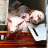 Der verunglückte Tiertransporter hatte 125 Schweine geladen. 