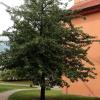Grün: das Fontane-Denkmal auf Schloss Ribbeck – ein Birnbaum.  
