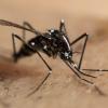 Die Asiatische Tigermücke (Aedes albopictus) gilt als Überträger von Dengue-Viren. Die WHO warnt: Das Dengue-Fieber breitet sich aus.