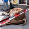 Der wild gewordene Bulle ist von einem Viehtransporter in den Supermarkt geflüchtet und dort erschossen worden.