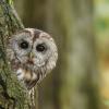 Der Waldkauz war der Vogel des Jahres 2017.