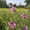 Rund 30.000 Quadratmeter Blühfläche verteilen sich bei dem Kühbacher Landwirt Andreas Karl auf 120 Paten. Seine Frau Barbara fotografierte die blühenden Flächen heuer im Mai/Juni.