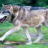  Auch in Deutschland werden Wölfe zunehmend wieder heimisch.  