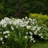 In Trockenbeeten wachsen die verschiedensten Blumen und bringen Farbe in den Garten.