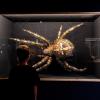 In der Sonderausstellung "Ganz schön giftig! Teil 3: Insekten, Spinnen und Tausendfüßer" im Naturmuseum gibt es beeindruckende Tiermodelle und echte Gifttiere zu bestaunen.