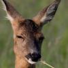 Tote Rehe mit Bisswunden: Aktuell häufen sich im Landkreis Neu-Ulm die Fälle von Wilderei durch freilaufende Hunde.