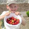 Leckere Erdbeer-Rezepte gesucht – und gefunden
