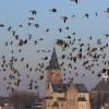 Der Landesbund für Vogelschutz hat eine neue Vorsitzende. Das Bild zeigt Wildgänse in der Luft: Wenn die Tiere von Menschen gestört werden, fliegen sie auf.