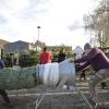 275 Christbäume werden heute am Parkplatz am Herdweg in Binswangen für den guten Zweck verkauft. 