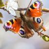 Immer mehr Insektenarten sind vom Aussterben bedroht. Darunter auch viele Schmetterlinge, die ums Überleben kämpfen.