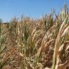 Die Dürre führt auch beim Mais zu geringem Wachstum und welken Blättern wie hier auf einem Feld bei Laub.