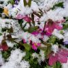 Die Blumen unserer Leserin Annemarie Kratzer waren am Freitagmorgen schneebedeckt .  	