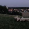 Die Schafweide, auf der ein Mutterschaf gerissen wurde, liegt nur etwa 100 Meter von den ersten Häusern und einem auch nachts regelmäßig, vor allem von Hundebesitzern und Joggern frequentierten Weg entfernt. 
