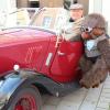 Andreas Götz aus Untermeitingen kam mit einem „Morris“ Baujahr 1935 und seinem Maskottchen als Beifahrer namens Morris. Er sagt: "Der Affe darf nur mitfahren, wenn meine Frau nicht mitfährt. Er ist kein Ersatz für sie, dazu ist sie zu hübsch und nicht so behaart!"