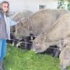 Konrad Mayr und seine Lebensgefährtin Ingrid Maucher (Bild) züchten Galloway-Rinder in Bocksberg. Der Hof steht nun vor der Zwangsräumung. Ingrid Maucher befürchtet, dass die 39 schottischen Hochlandrinder deswegen beim Schlachter enden. 