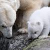 Eisbärdame Giovanna mit ihrem Baby - die Kleine heißt bisher nur "Q", auf einen richtigen Namen wartet das Eisbärmädchen noch.