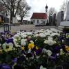 Bunte Frühlingsblumen schmücken viele der Gräber auf dem Wertinger Friedhof. Mehrere Wochen hatte der zuständige Bestatter Maik König hier keine Beerdigung zu verbuchen.  	 	