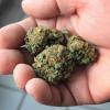Eine 14-Jährige aus dem Landkreis Dillingen hat Marihuana konsumiert und weiterverkauft. Der Fall kam in der vergangenen Woche im Rahmen eines Gerichtsverfahrens am Amtsgericht Dillingen zur Sprache, bei dem das Mädchen als Zeugin aussagte. 