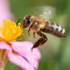 Bienen sind unerlässlich für das Ökosystem. Wenn sie sterben läuft etwas schief. 