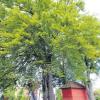 Die Buche (links) auf dem Spielplatz Rotspitzweg in Deuringen soll gefällt werden. Das Holz ist vom Pilz befallen. 