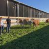 Auf der "Wellness-Weide" der Augsburger Landwirte Juliane und Stefan Stork können die Kühe Sonne und frische Luft tanken.