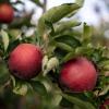 In diesem Jahr rechnen Apfelbauern mit einer guten Ernte. Doch der Klimawandel erschwert den Anbau. Daher werden besonders robuste Sorten gesucht, die trotzdem sehr gut schmecken.