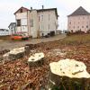 Kann eine Baumschutzverordnung das Stadtgrün bewahren? Darüber gingen im Friedberger Umweltausschuss die Meinungen auseinander.