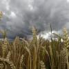 Viele Gewitterwolken, aber insgesamt wenig Niederschläge: Sehr unterschiedlich fällt die Erntebilanz in diesem Jahr aus – die Bauern sprechen von Extremen.