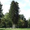 Dieses Fichtenquartett, auch "die vier Grazien" genannt, belebt das Landschaftsbild auf dem Platz des Golf Clubs Ulm. Allerdings stehen die Bäume mitten in den Bahnen und sind daher bei den Golfern nicht sehr beliebt. 