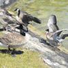 Die Gänse dürfen nun von August bei Oktober in der Staatsjagd Ammersee geschossen werden. Grund der Schonzeitverkürzung ist die Schädigung der landwirtschaftlichen Flächen. 