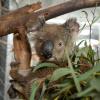 Koala Ian ist einer von 20 Beutelsäugern, die in der Australischen Nationaluniversität in Canberra untergekommen sind. Viele Menschen haben für die Tiere selbstgemachte Fäustlinge gespendet.